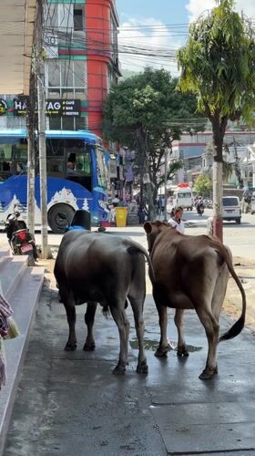 Two cows stand on wet Pokhara street amid morning activity