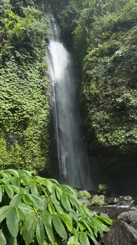 The video captures a tall, slender waterfall cascading down a moss-covered cliff face in a lush, green forest. In the foreground, large, vibrant green leaves are prominently displayed, with some of them slightly out of focus. The water from the waterfall flows into a shallow stream visible at the bottom of the frame, where dark rocks are scattered. The overall scene is characterized by dense vegetation and the powerful presence of the waterfall.