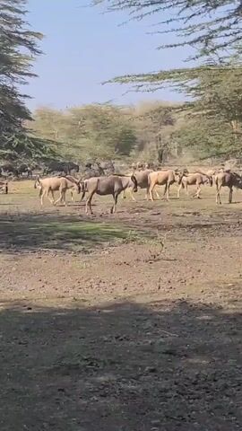 The video depicts a wide-angle shot of a herd of wildebeest and zebras grazing in a grassy field dotted with trees under a clear sky. The ground is mostly dry and earthy with patches of green grass. The animals are spread out across the frame, some standing and grazing while others are lying down. The trees provide shade in certain areas of the field.
