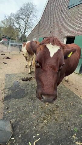 The video shows a brown cow with a white mark on its head standing on a dark surface. The cow has a yellow ear tag numbered 4386. It also wears a collar. The cow is standing in an outdoor area with a brick building visible in the background. There's also a fence, some trees, and what appears to be another cow partially visible behind it. The ground around the cow is dirty. The camera moves slightly, showing the cow's head and neck in profile.