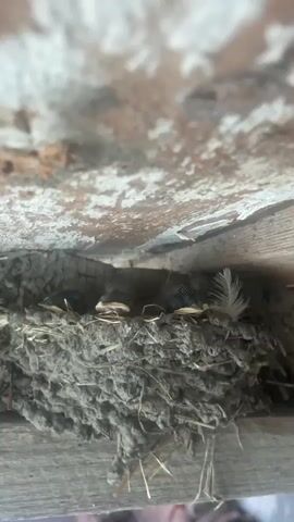 A close-up video shows a bird's nest constructed of mud and straw. Inside the nest, four small baby birds are nestled together. One bird in the center has its beak open, revealing a yellow interior, and appears to be chirping or begging for food. The other birds are mostly obscured by the nest material, with only glimpses of their heads and feathers visible. The nest is situated under a wooden overhang, with rough, textured wood visible in the background. A single feather is also visible on the edge of the nest. The lighting suggests it is daytime.