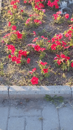 Red petunias and silver foliage fill a flower bed in Oskemen