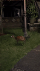 Wildlife and moon sighting recorded in Kuta, Indonesia