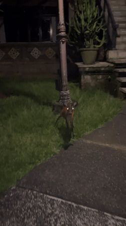 Wildlife and moon sighting recorded in Kuta, Indonesia
