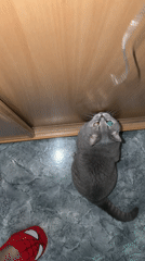 British Shorthair cat plays with toys, receives treats in Perm