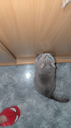 British Shorthair cat plays with toys, receives treats in Perm
