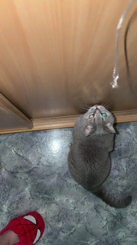 British Shorthair cat plays with toys, receives treats in Perm