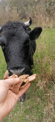 Person Hand-Feeds Black Cow in Tsukwara Field