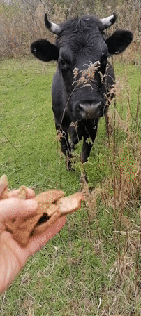 Person Hand-Feeds Black Cow in Tsukwara Field