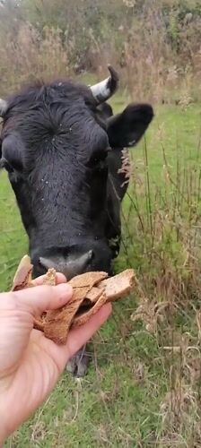 Person Hand-Feeds Black Cow in Tsukwara Field