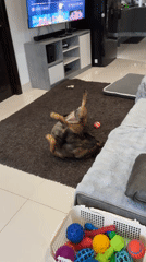 Three puppies play wrestling on rug in Thailand home
