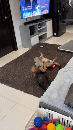 Three puppies play wrestling on rug in Thailand home