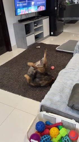 Three puppies play wrestling on rug in Thailand home