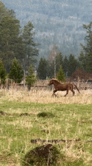 Rural life scenes captured in Tyulyuk, Russia during midday