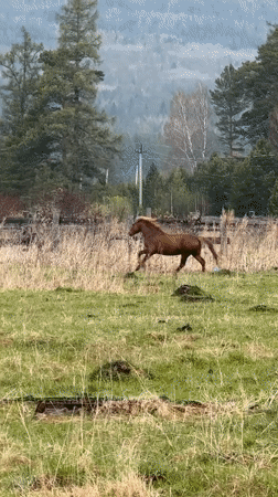 Rural life scenes captured in Tyulyuk, Russia during midday