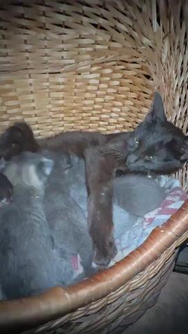 A black cat is sleeping in a wicker basket on top of several kittens. The kittens are gray and appear to be nestled around the mother cat. The basket is lined with a patterned cloth.