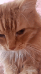 Orange tabby cat observed with stern expression in Pushkin