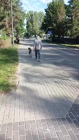 The video begins with a full shot of a gray-haired man walking a dog down a paved sidewalk. The dog is a medium-sized breed with a spotted coat, and it is attached to the man by a leash. The man is wearing a gray t-shirt, blue jeans, and white sneakers. He is holding a red dog toy in his right hand. The dog is walking slightly ahead of the man, and it appears to be a brisk walk. The sidewalk is bordered by a grassy area on the left and a road on the right. There are trees and bushes along the side of the road. The man and dog continue walking down the sidewalk, and the scene remains largely unchanged for the duration of the clip. The video ends with the man and dog still walking away from the camera.