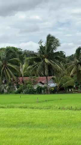 The video presents a serene, static shot of a rural landscape in Thihagoda, Sri Lanka, under an overcast sky. The foreground is dominated by a vibrant green rice paddy field, with small wooden stakes visible within it. Behind the field, several tall palm trees sway gently in the breeze, their fronds rustling. Nestled among the dense greenery and palm trees, a house with a distinct red tiled roof is partially visible. Further in the background, more lush green foliage suggests a hillside or forest. A small bird can be seen briefly flying across the cloudy sky. The overall scene conveys a peaceful and natural ambiance.