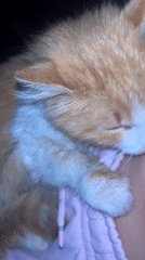 Orange kitten sleeps peacefully on pink quilted surface