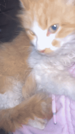 Orange kitten sleeps peacefully on pink quilted surface