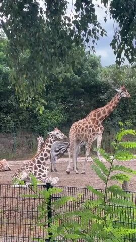 A group of giraffes and a zebra are in an outdoor enclosure at a zoo. Several giraffes are visible, one standing and walking, others lying down. A zebra stands between two giraffes. The enclosure is sandy with some vegetation and trees in the background. A fence is in the foreground. The sky is overcast.