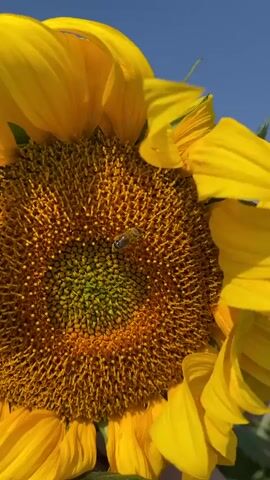 A close-up shot shows a bee on the center of a sunflower. The bee is in focus, with the sunflower's yellow petals blurring slightly around the edges. The background is a clear blue sky. The video is short and appears to be a still frame.