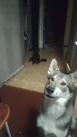 A dog is in the foreground, facing the camera with its head tilted up and to the left. Its ears are perked up. In the background, a black cat is sitting on a tan carpet in a doorway or hallway. There is a dark doorway or opening behind the cat. The floor appears to be linoleum. There is a light colored cabinet or furniture to the right of the dog. The overall lighting is dim.