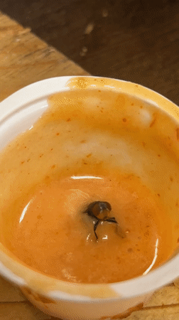 Pizza meal in Dhaka marred by fly-contaminated sauce cups