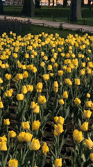 Yellow tulips illuminated by artificial light captured at night