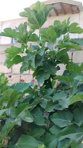 The video displays a fig tree with several small, green figs visible among its large, lobed leaves. The tree is situated outdoors, next to a brick wall. In the background, a light-colored building with a sloped roof is partially visible. The lighting suggests it is daytime.