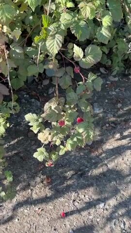 A close-up shot focuses on a raspberry bush with several red raspberries and green leaves. The camera pans across the bush, highlighting ripe berries and some overripe ones. A hand with fingernails is visible, gently touching and picking the raspberries from the bush. The background is blurred, showing ground and other foliage. The lighting suggests an outdoor setting, likely during the day.