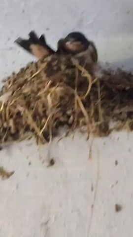 A young swallow sits in its nest, which is made of straw and mud, and is attached to a white wall.