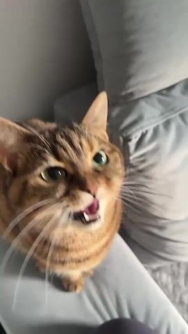A brown tabby cat with green eyes sits upright on a gray surface, presumably a couch or bed, looking up. The cat opens its mouth wide, revealing teeth and tongue. The camera angle is from above, looking down at the cat. A voice is heard in the background, though its content is unrelated to the cat's action.