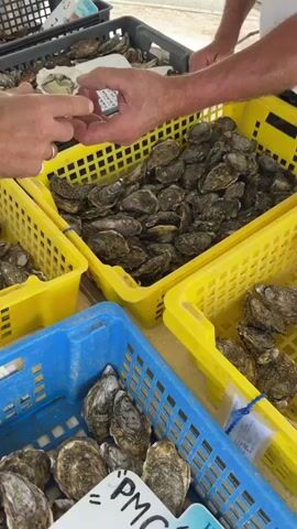 The video shows a close-up of several crates of oysters displayed for sale, likely at an outdoor market. The crates are a mix of yellow and blue plastic, filled with numerous greyish-brown oysters. In the foreground, a blue crate contains oysters with some prices displayed on white tags with handwritten text. In the background, yellow crates are overflowing with oysters, and a person's hands are visible, with one person holding an oyster and the other reaching towards it. There are also black crates visible in the background, also filled with oysters, some with labels. The lighting suggests it is daytime, and the overall scene depicts a commercial transaction involving fresh seafood.