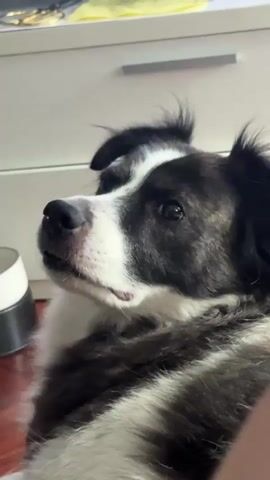 A medium shot video shows a black and white border collie dog from the chest up. The dog is lying down with its head turned to the left. The dog has dark brown eyes, a black nose, and floppy ears with fur sticking up from the top. Its fur is black and white with a brindled pattern on its face and body. The dog's mouth is slightly open. In the background, a white dresser with two drawers is visible. To the left of the dog, a portion of a white and grey object, possibly a pet bowl, is visible. The floor is made of reddish-brown wood.