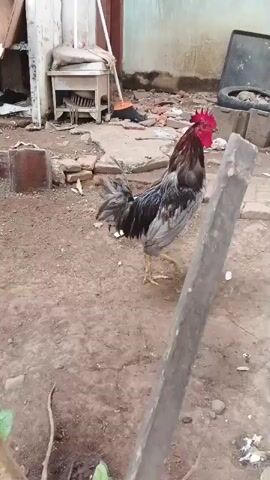 The video shows a rooster in a yard. The rooster has a red comb and wattle and grey and black feathers. It is walking on the dirt ground. In the background, there is a white chicken, a black chicken, some bricks, a tire, and a plant. The scene appears to be outdoors in a somewhat unkempt area.