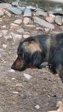 A medium-sized dog with tan and black fur, wearing a collar, is shown in profile from the left. The dog's mouth is open, and it appears to be panting or vocalizing. The dog is standing on a dirt and gravel surface with some scattered rocks and vegetation in the background. The video shows the dog's head, body, and tail as it moves from left to right.