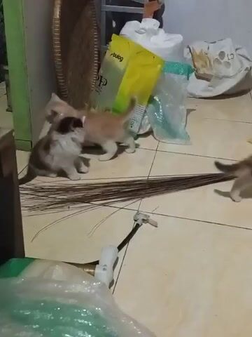 A kitten with brown and white fur is playing on a tiled floor near a broom. The kitten is exploring its surroundings, sniffing the floor and moving its tail. In the background, there are several plastic bags, a woven basket, and some furniture. The lighting is dim, suggesting an indoor environment. The kitten's playful behavior indicates it is exploring and interacting with its environment. The scene appears to be a casual, everyday moment captured on video.