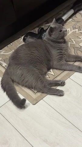 A grey cat is lying on a rug. The cat is looking to the right and then turns its head to look at the camera. A vacuum cleaner is visible behind the cat. The floor is wood.