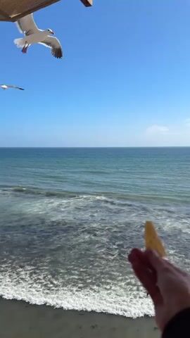 A person's hand holds a yellow tortilla chip over the ocean. A seagull flies past the hand, its wings extended. The ocean is blue with white waves. The sky is clear blue.