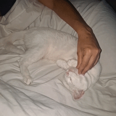 Person pets relaxed white cat on bed in Argentina