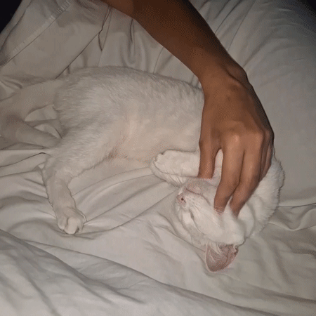 Person pets relaxed white cat on bed in Argentina
