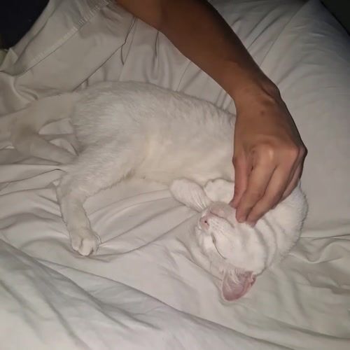 Person pets relaxed white cat on bed in Argentina