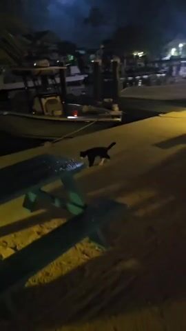 A black and white cat walks across a paved area near a body of water. Several boats are docked in the water. A picnic table is in the foreground. The scene is illuminated by artificial lights and the moon.