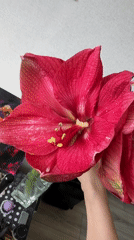 Resident films Amaryllis flowers in Murino, Russia