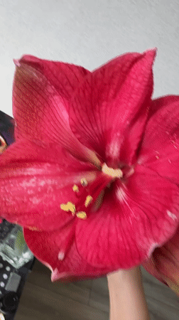 Resident films Amaryllis flowers in Murino, Russia