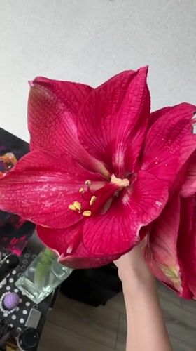 Resident films Amaryllis flowers in Murino, Russia