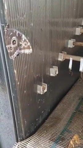 A video shows a butterfly habitat. A large butterfly is perched on the left side of the frame, its wings spread. The habitat features a textured wall and several horizontal wooden rods. Attached to the rods are various chrysalises in different stages of development, some green and some brown. There is also a mesh floor visible at the bottom. In the background, a mist is being sprayed, likely to maintain humidity. The overall impression is of a controlled environment for raising butterflies.