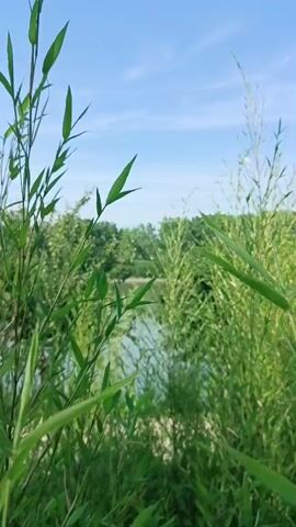 The video features a static, low-angle shot of a natural outdoor scene. In the foreground, vibrant green foliage with slender, pointed leaves dominates the frame, exhibiting slight movement. Through this vegetation, a body of water is visible in the midground, reflecting the sky. A dense line of green trees borders the far side of the water. The sky above is clear and light blue with minimal cloud cover.